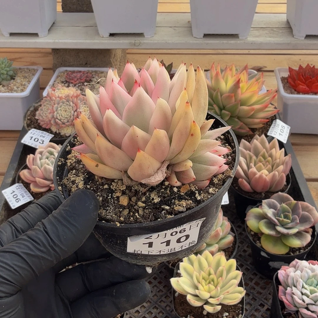 1206-110雪白玛丽亚锦