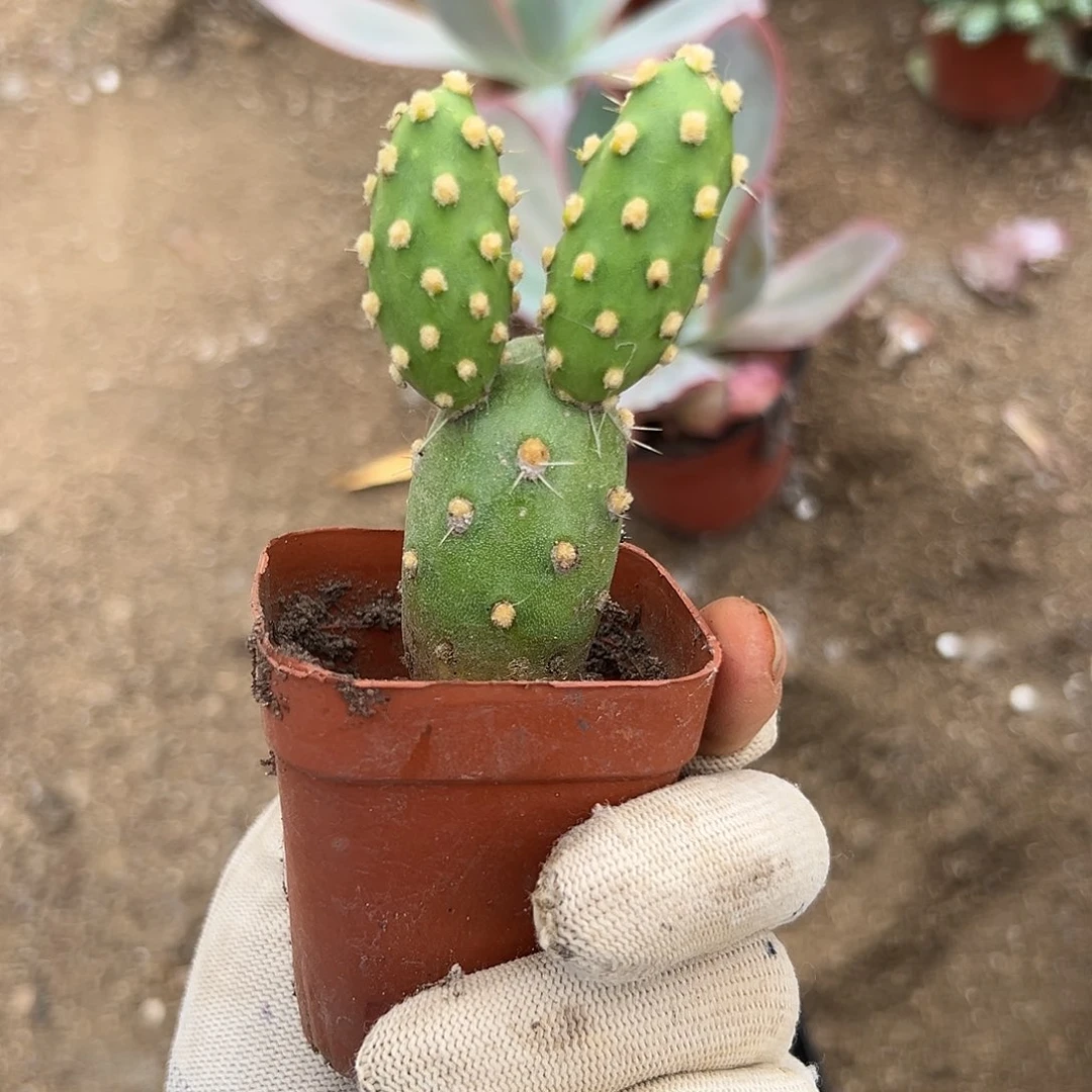 玉米团扇DVD呃呃呃呃呃呃呃呃