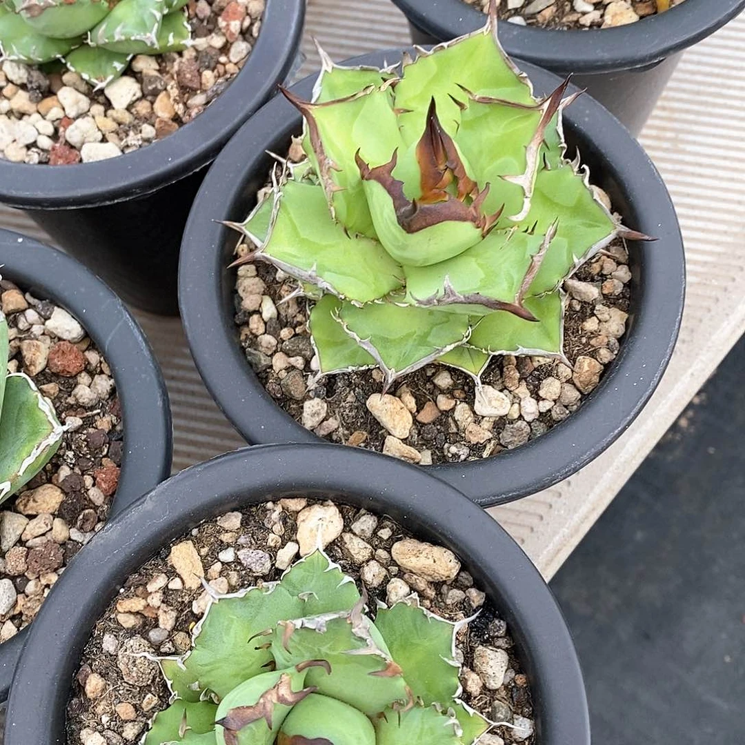 多肉植物龙蛇兰植物
