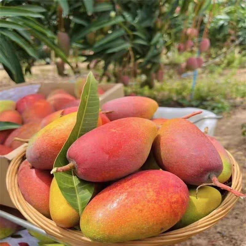 云南贵妃芒9斤新鲜应季水果香甜多汁肉嫩鲜美芒果