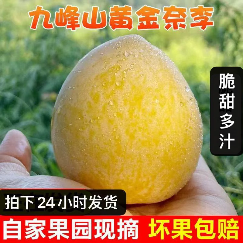 广东韶关乐昌九峰山黄金奈李孕妇水果蜂糖脱骨恐龙蛋李子现摘现发