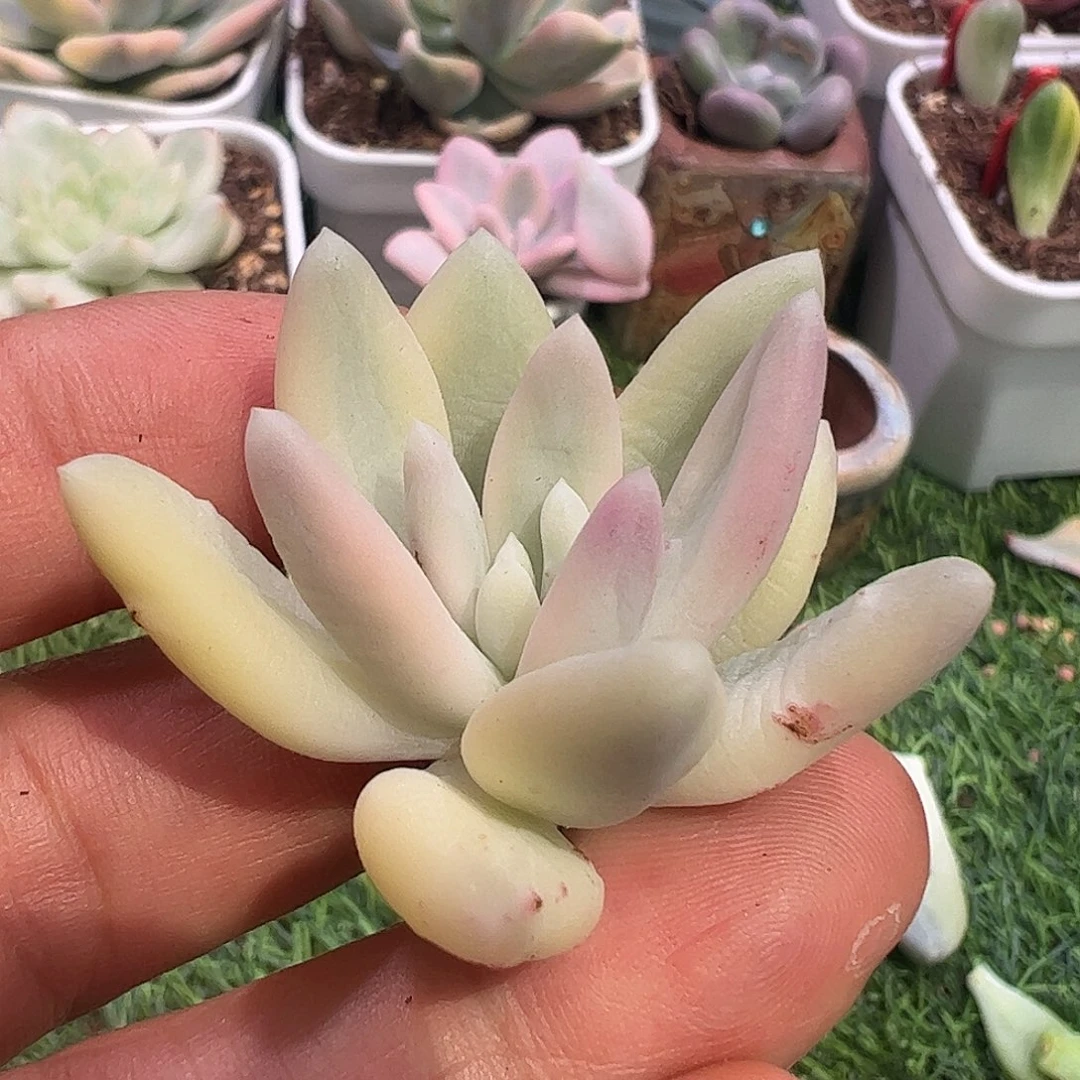 ****萌多肉植物多肉植物