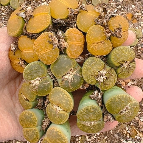 【闪购商品】24369