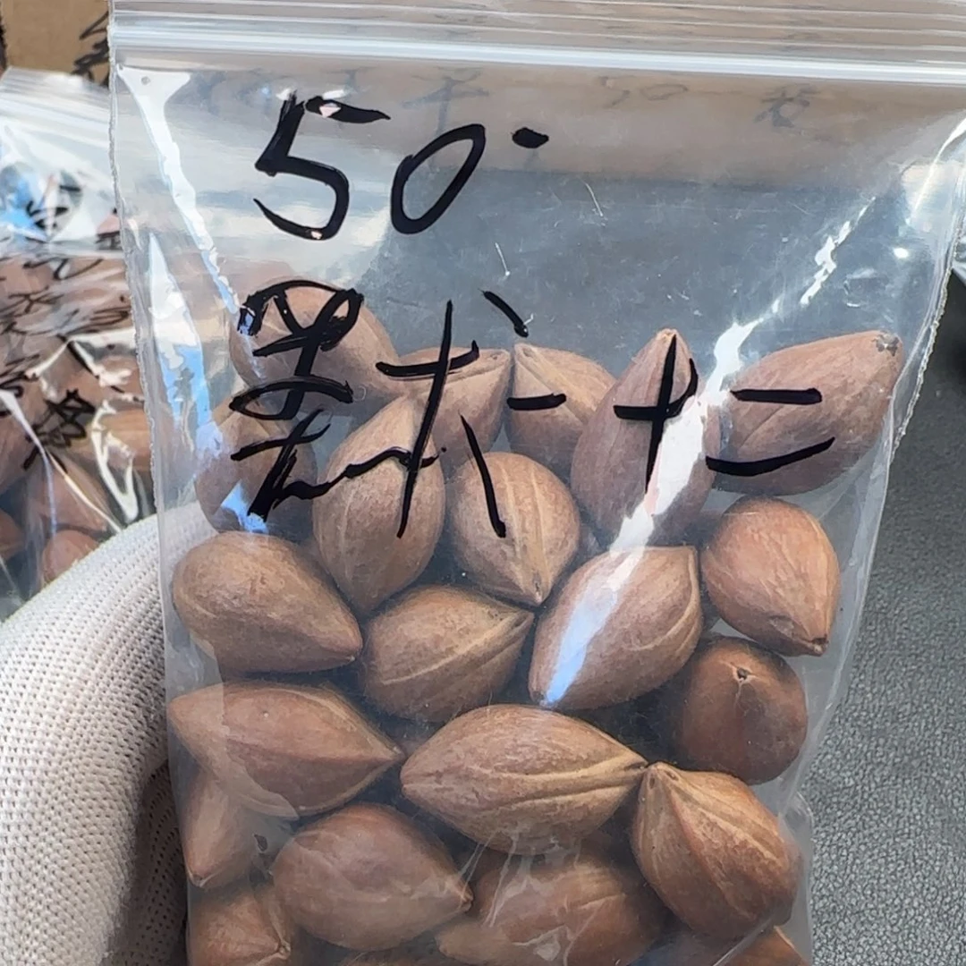 橄榄核手串/手链默**二9999999999999