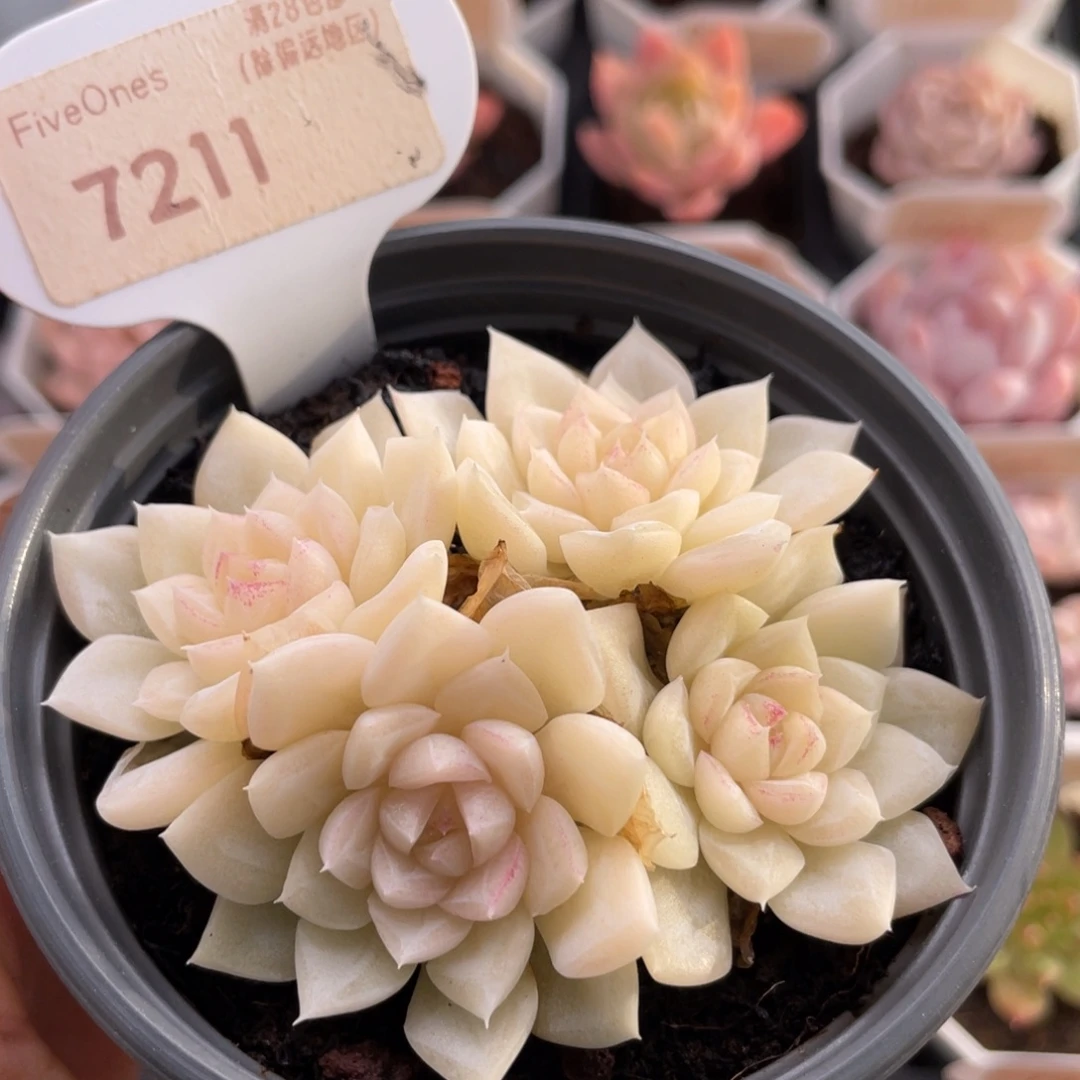 白天鹅7211-8.0厘米