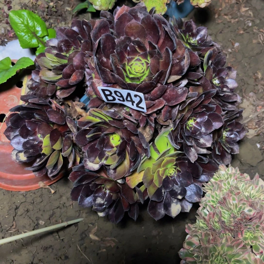 黑寡妇法师14/////7包邮