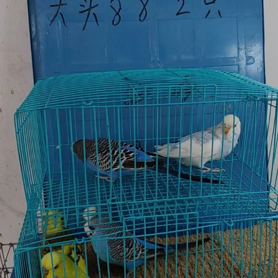 虎皮鹦鹉大头鹦鹉鹦鹉2只