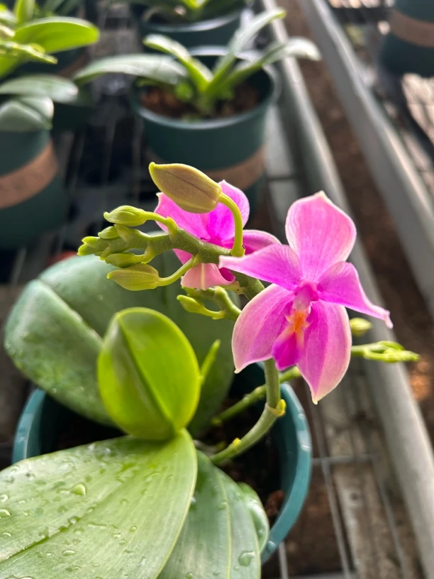 蝴蝶兰一物一拍5寸（掉1-3个花苞不售后）