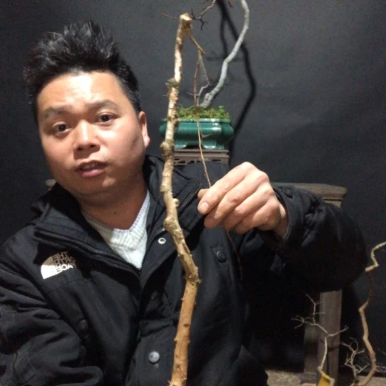 盆景素材盆栽绿植