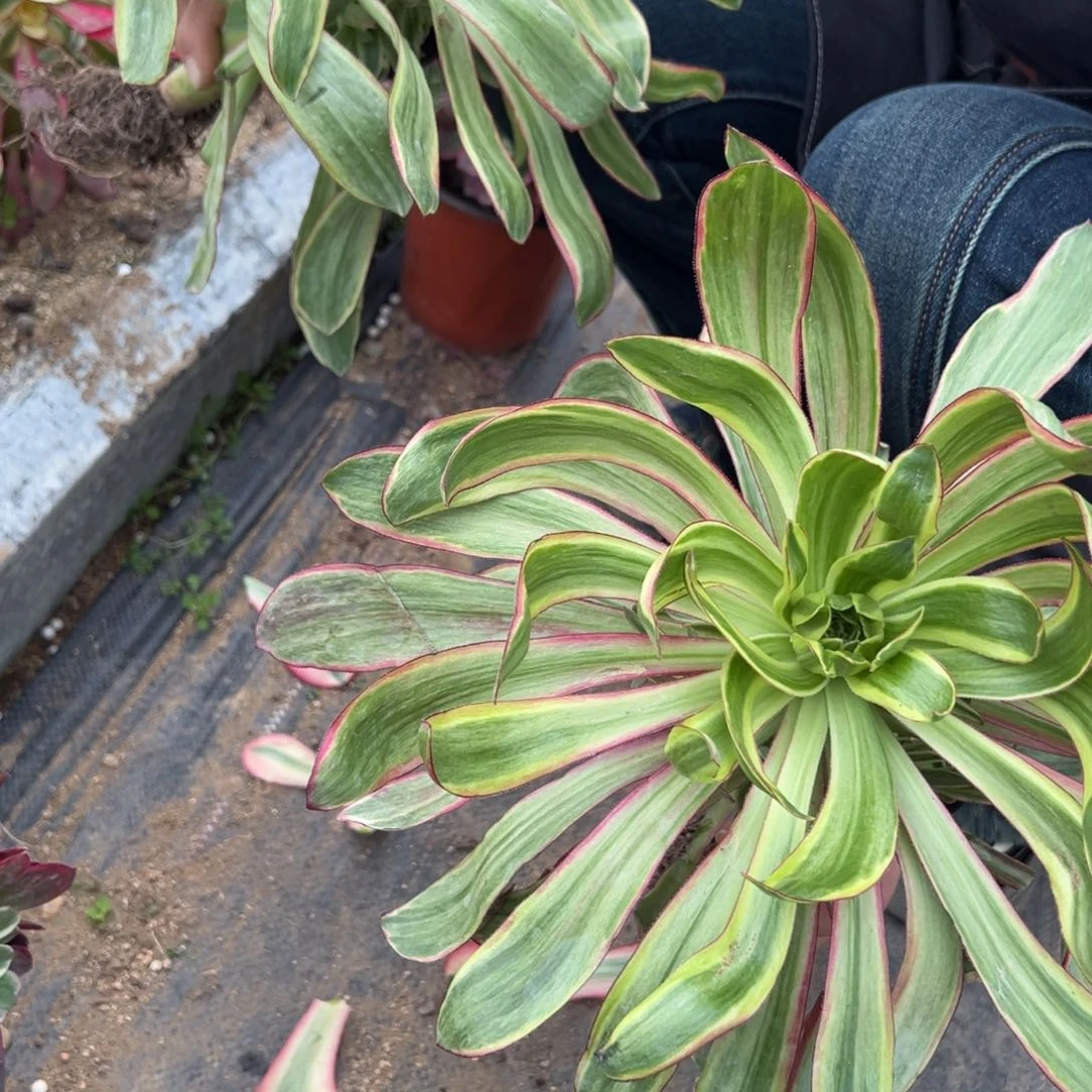 紫焰多肉一颗量 30