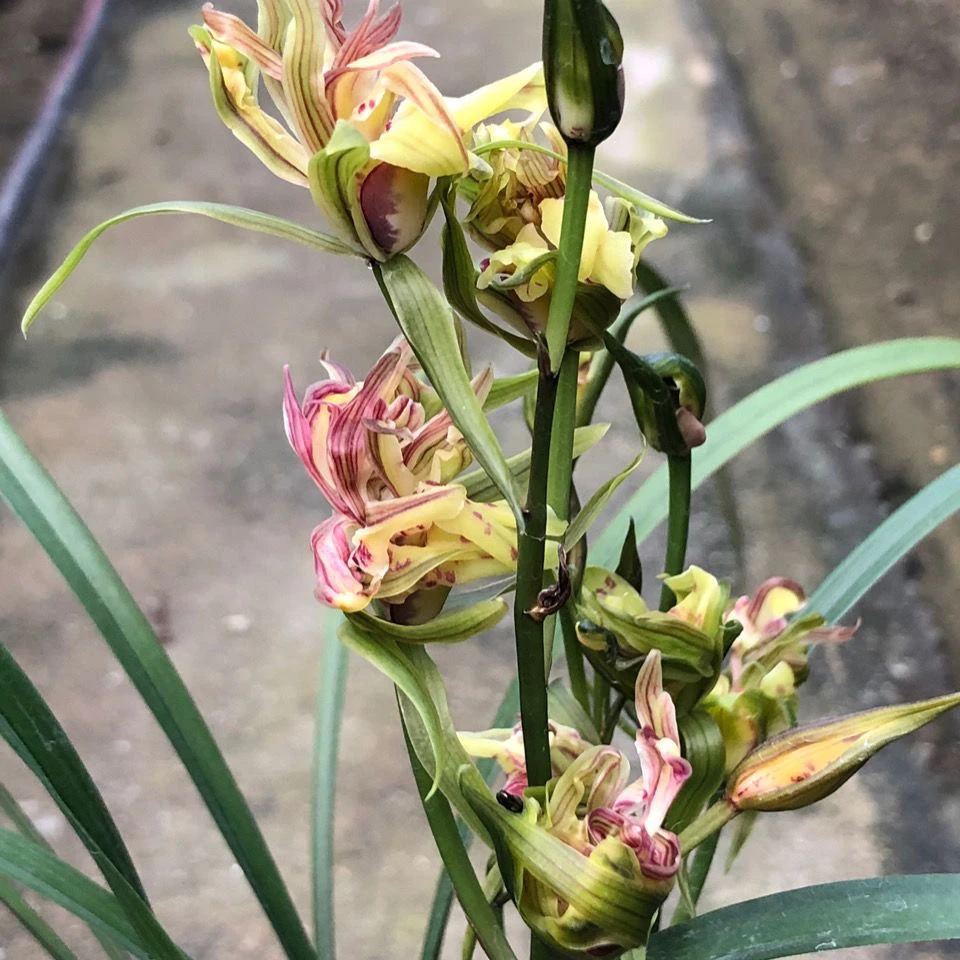 寒兰奇花红凤 传奇 红色奇花 老种 浓香 兰花 室内盆栽 阳台 花卉