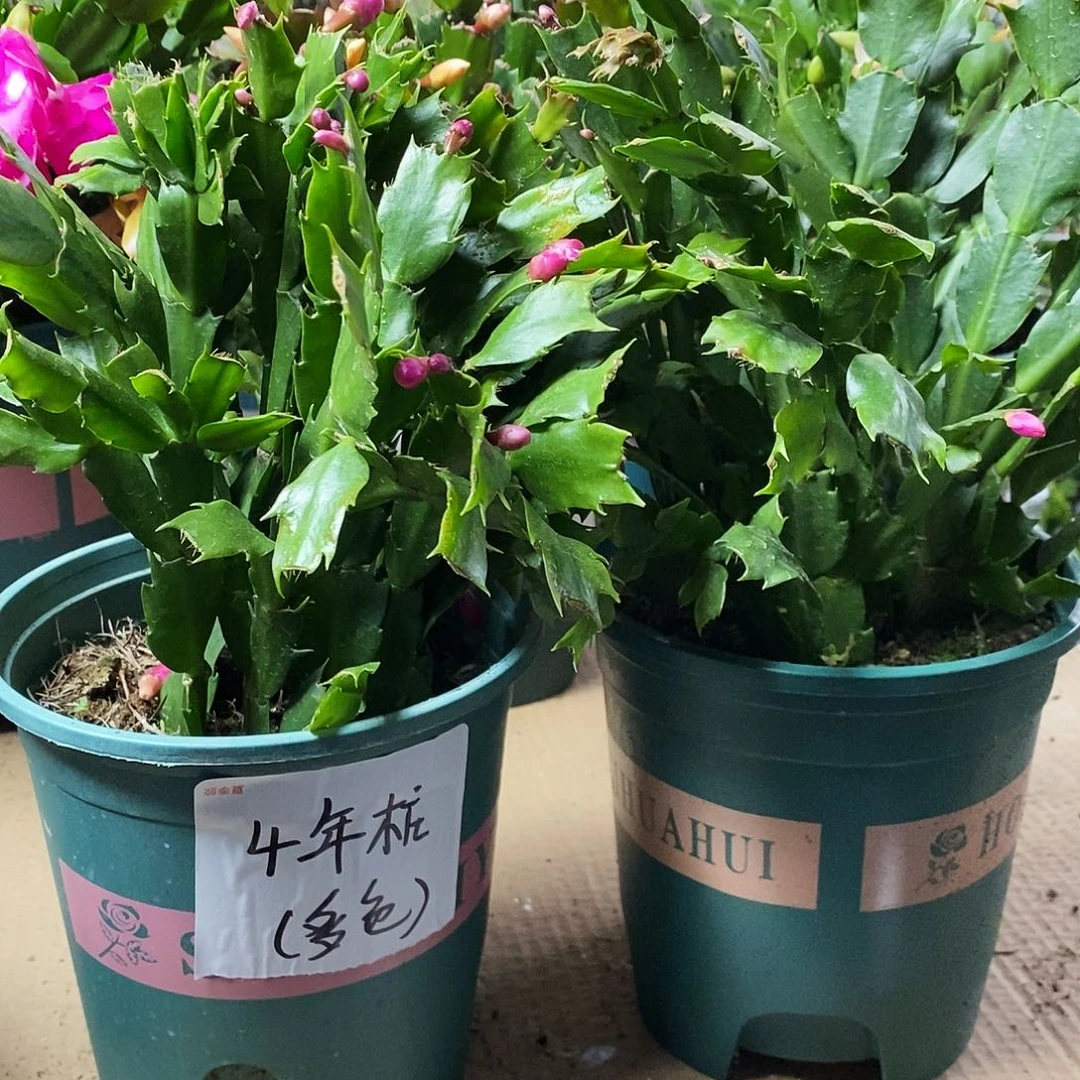 无花朵4年老桩多色拍一发二福利