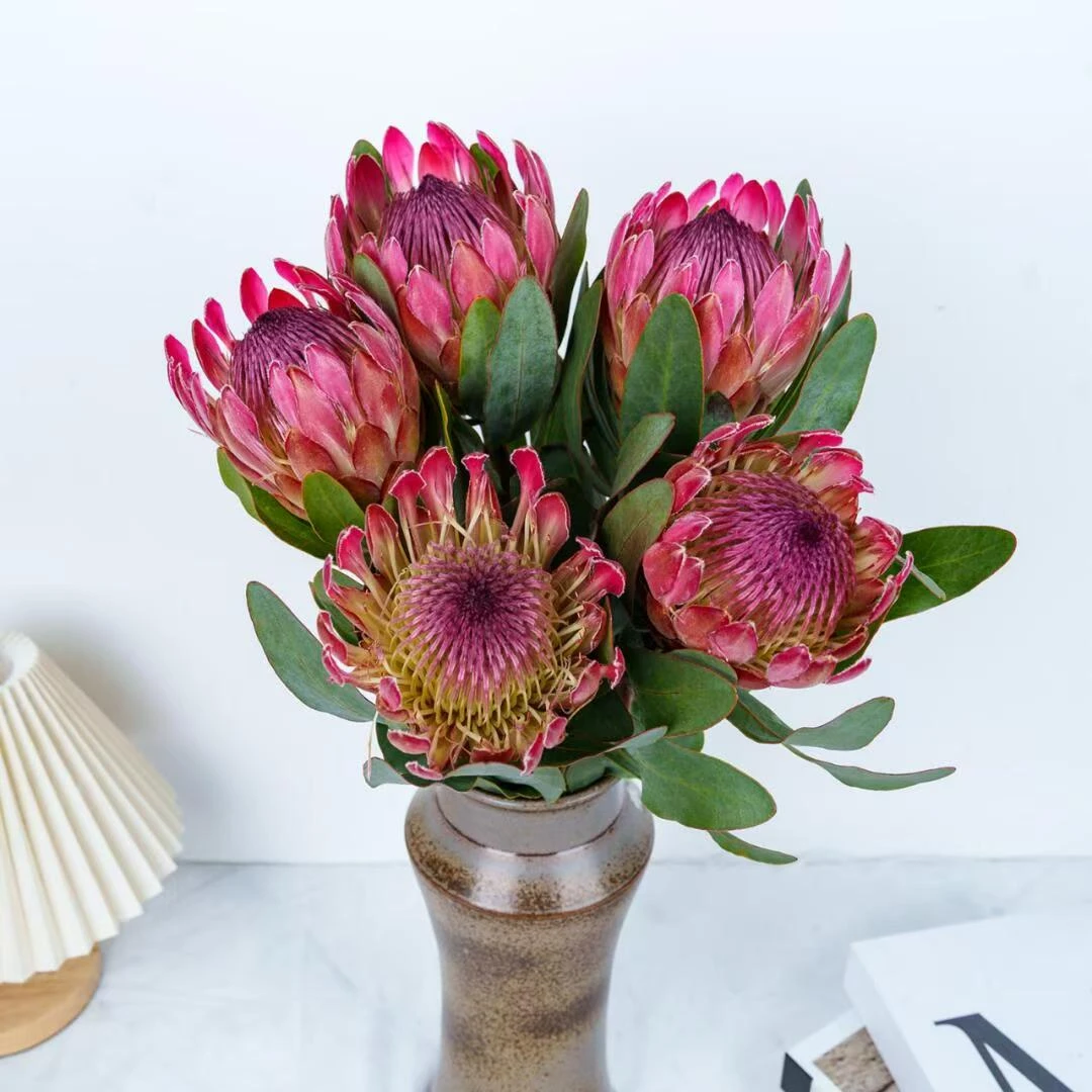 【西尔维亚公主】南非进口鲜花西尔维亚公主花束