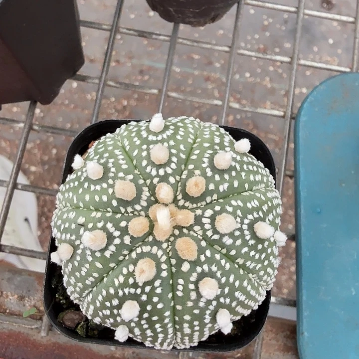 实生兜单头5仙人球