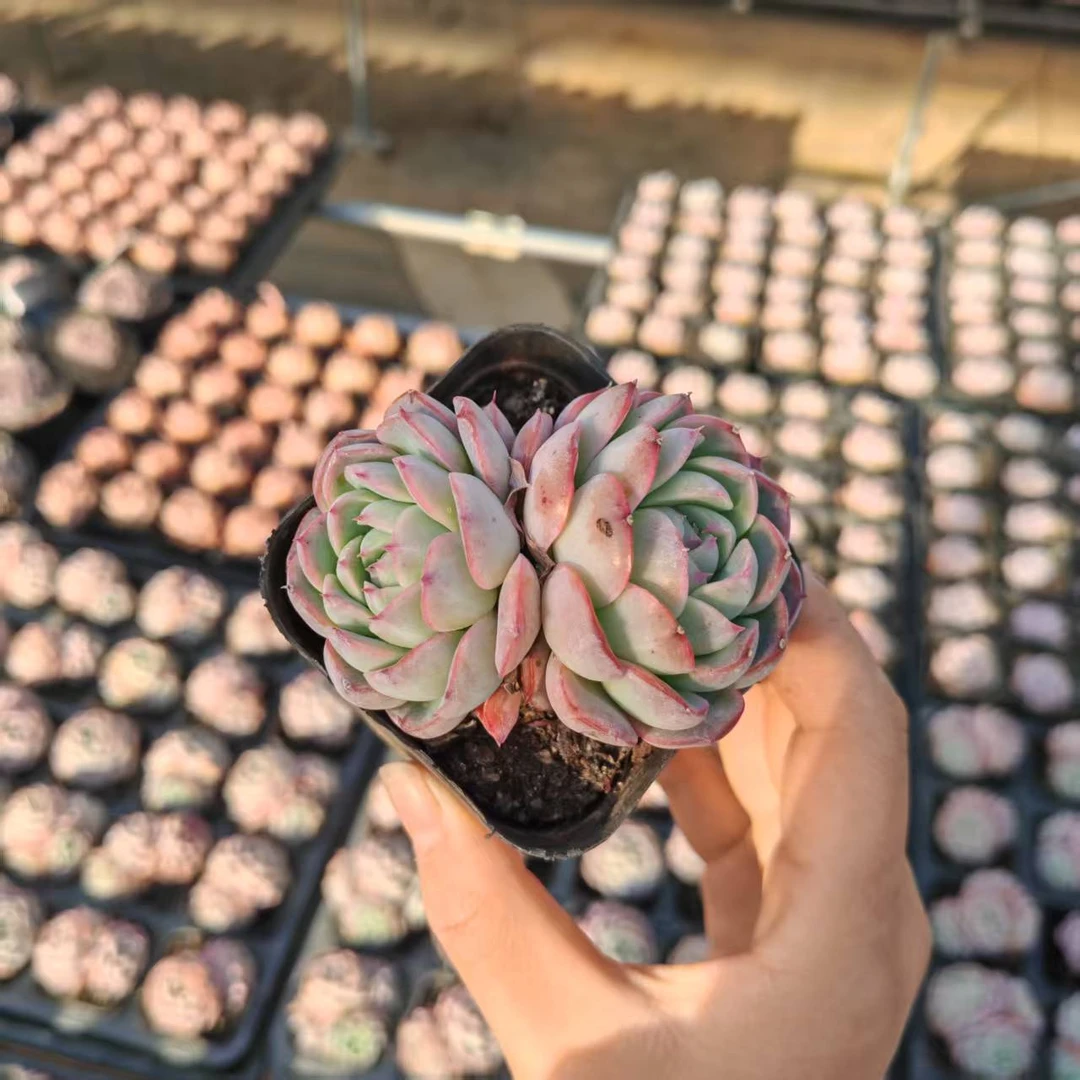 7#海洋之露多肉植物  前男友精品多肉SM151