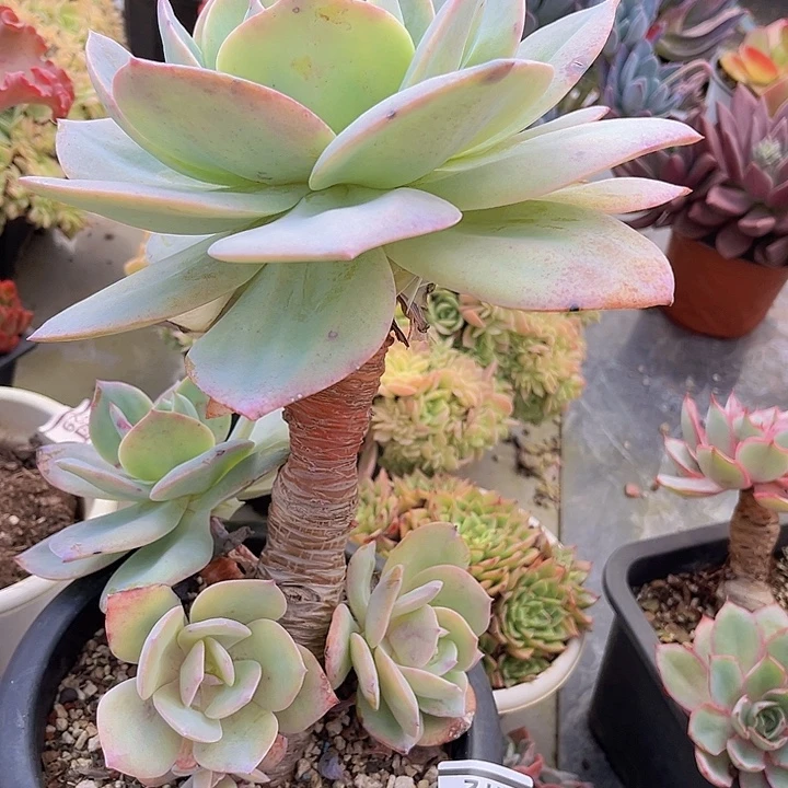 白凤1472多肉植物