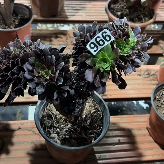 A***子一颗多肉法师 966