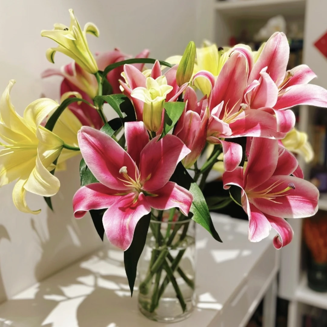 （只发新疆）京东快递，黄天霸，粉色香水百合混色百合10头