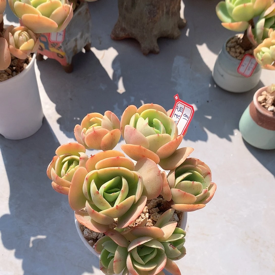 鸡蛋碧桃多肉植物