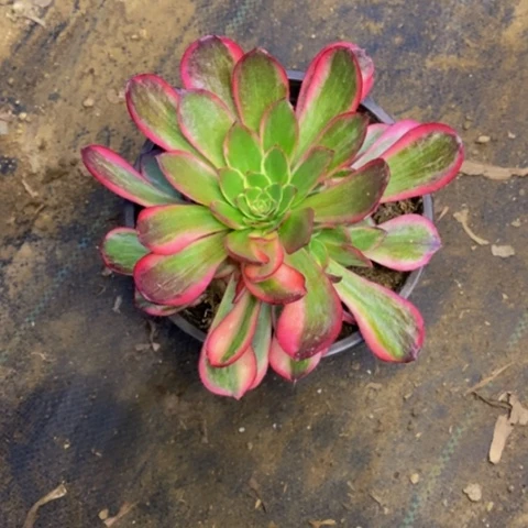 黑魔锦多肉植物2813