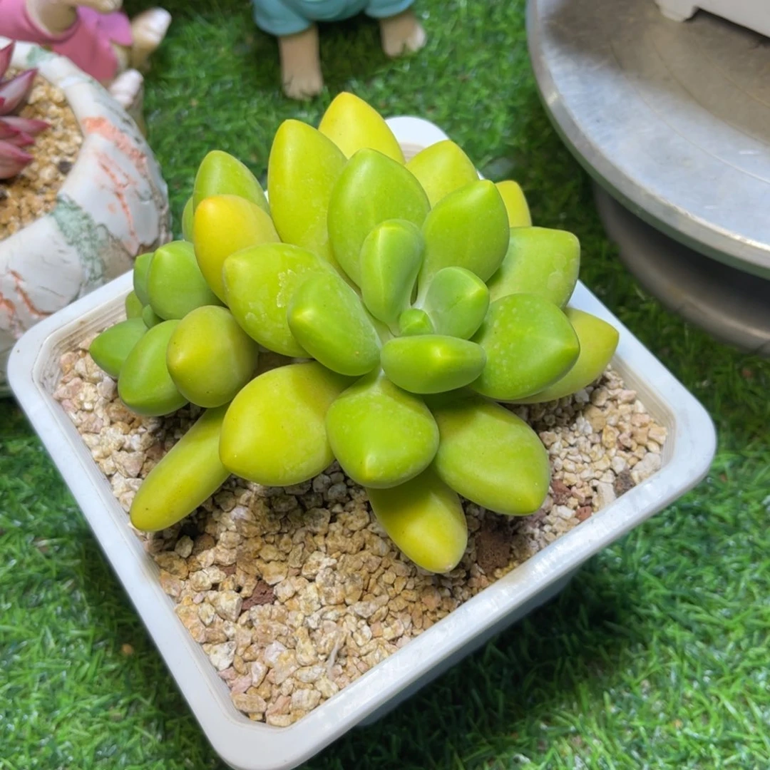 烨*芒果。奶。 双头。寄养 姐