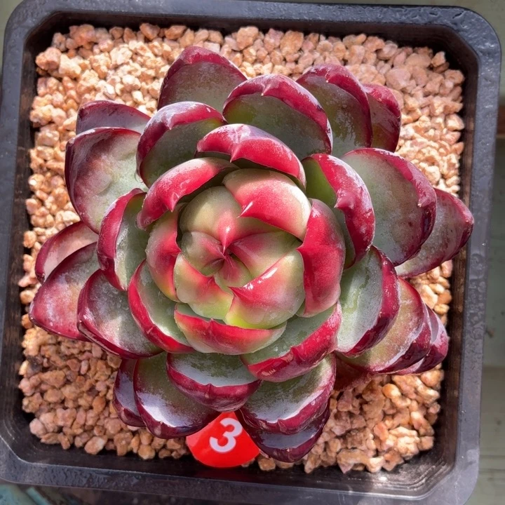 多肉植物 惊鸿仙子-4