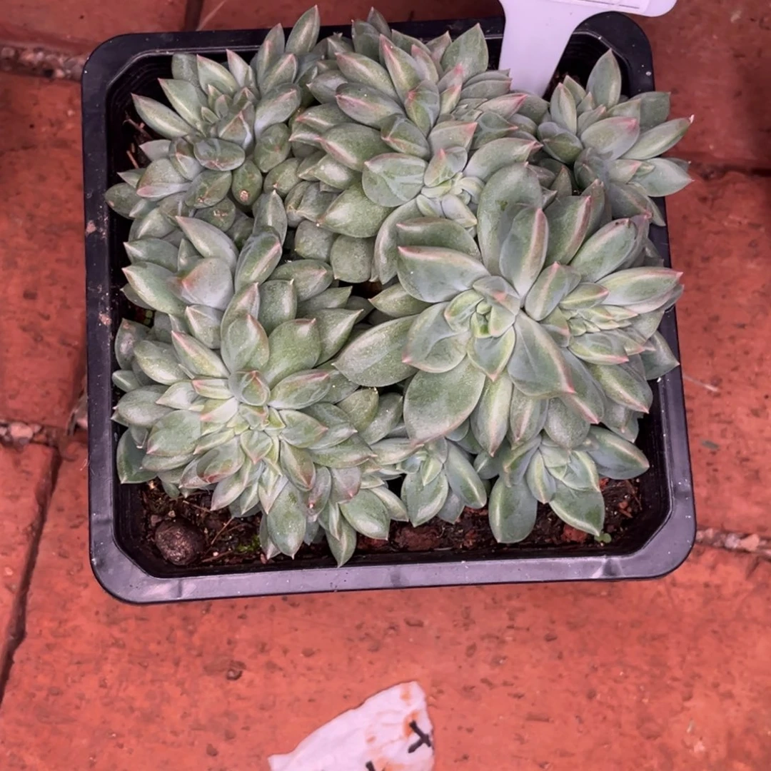 我***我美人系缀多肉植物472