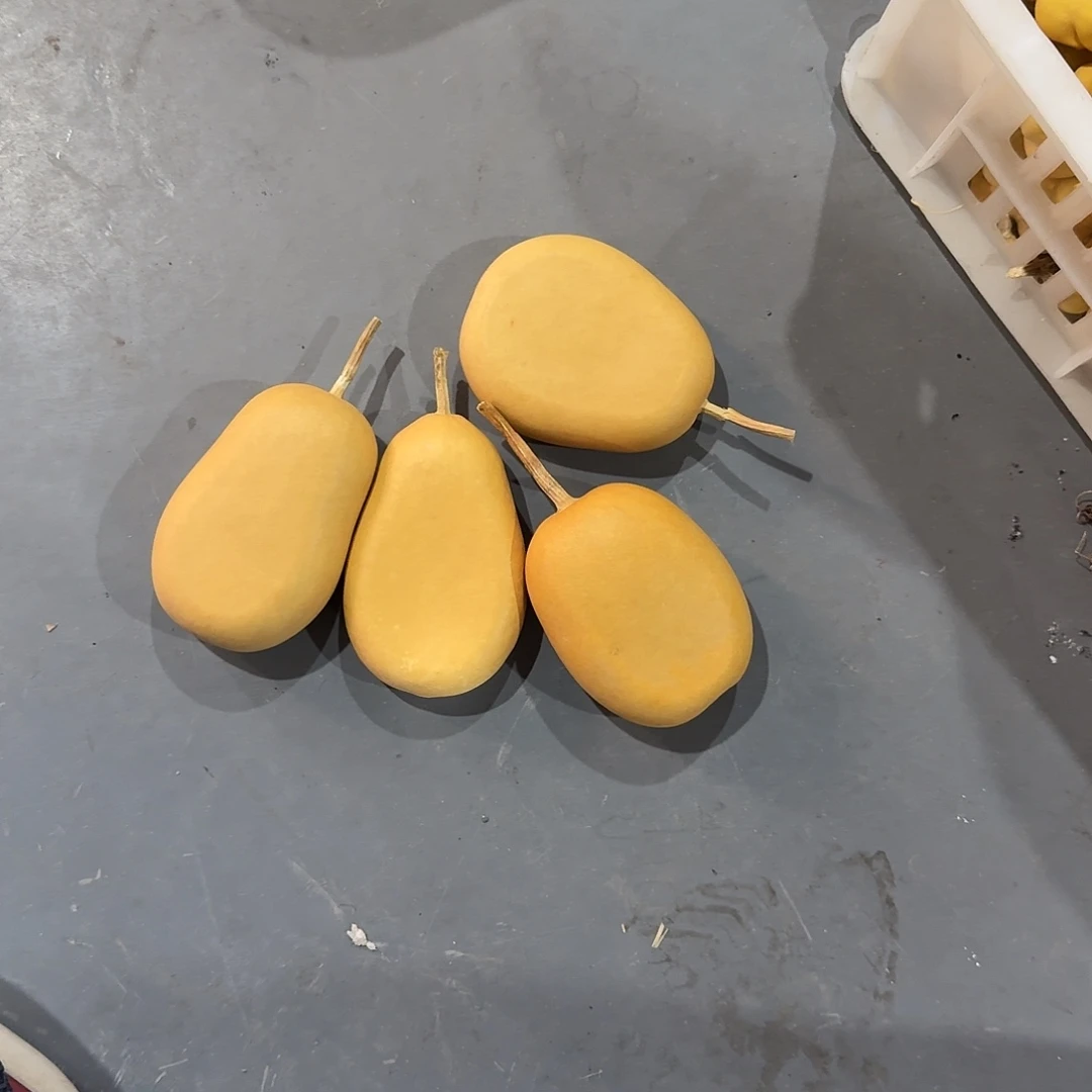 高****木4个冬瓜扁圆片各十片