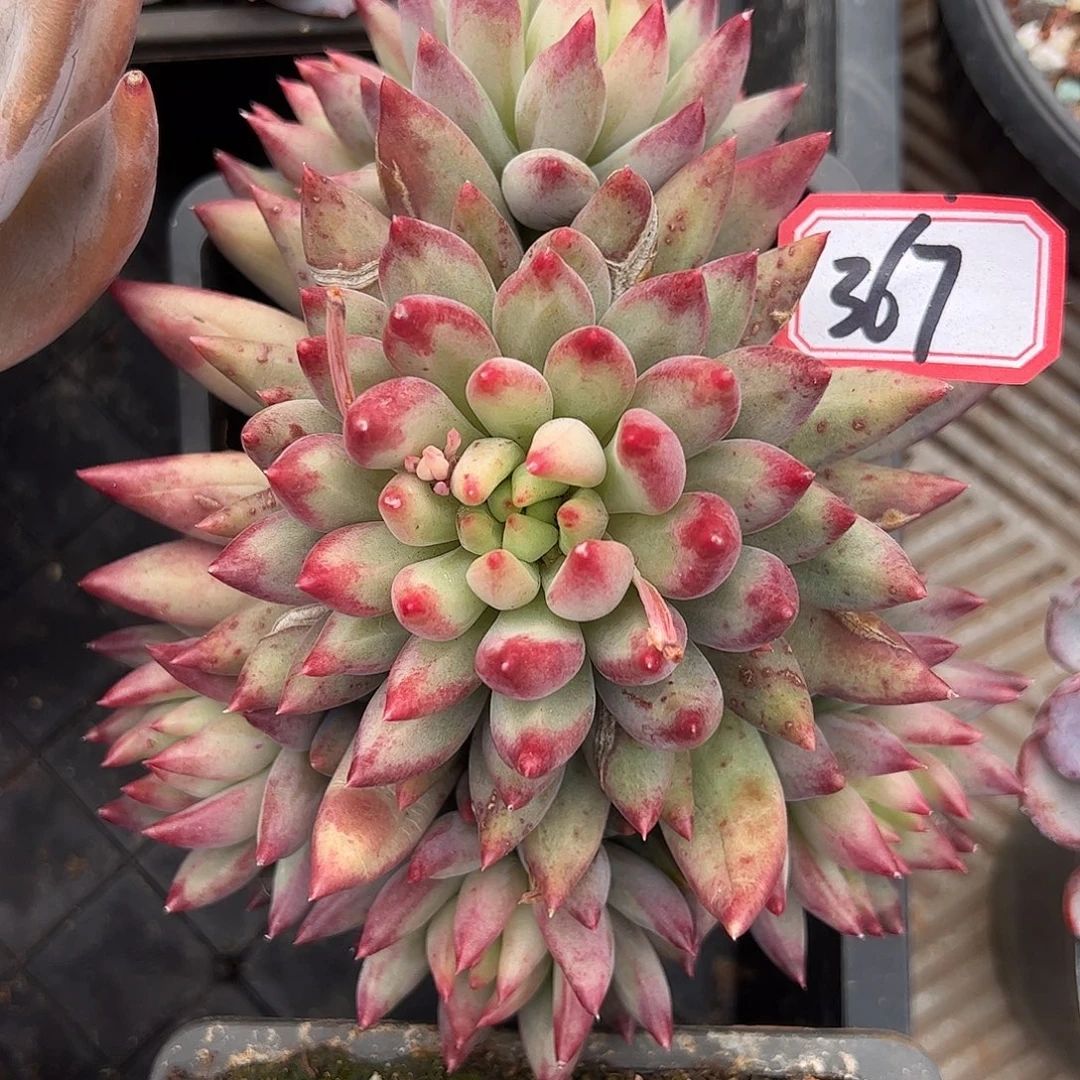 367号虞美人，一物一拍