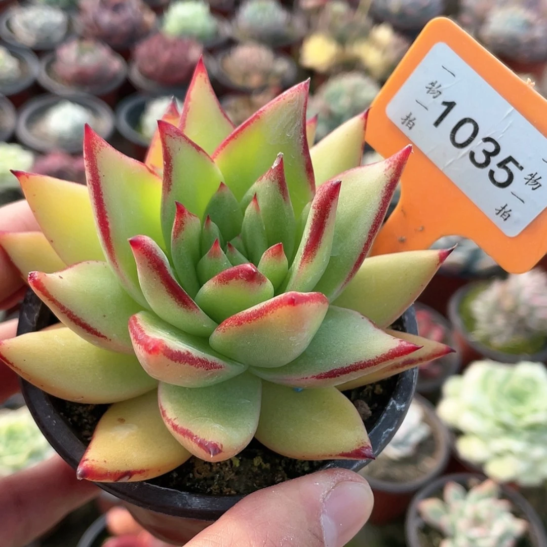 【闪购商品】1035黄金米勒