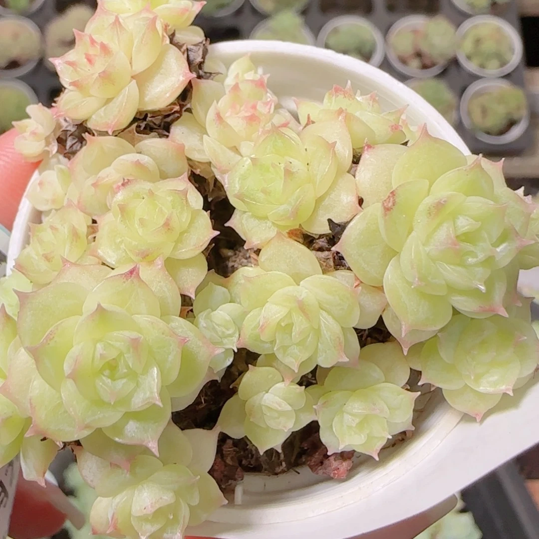 花语逸镜1026-362散