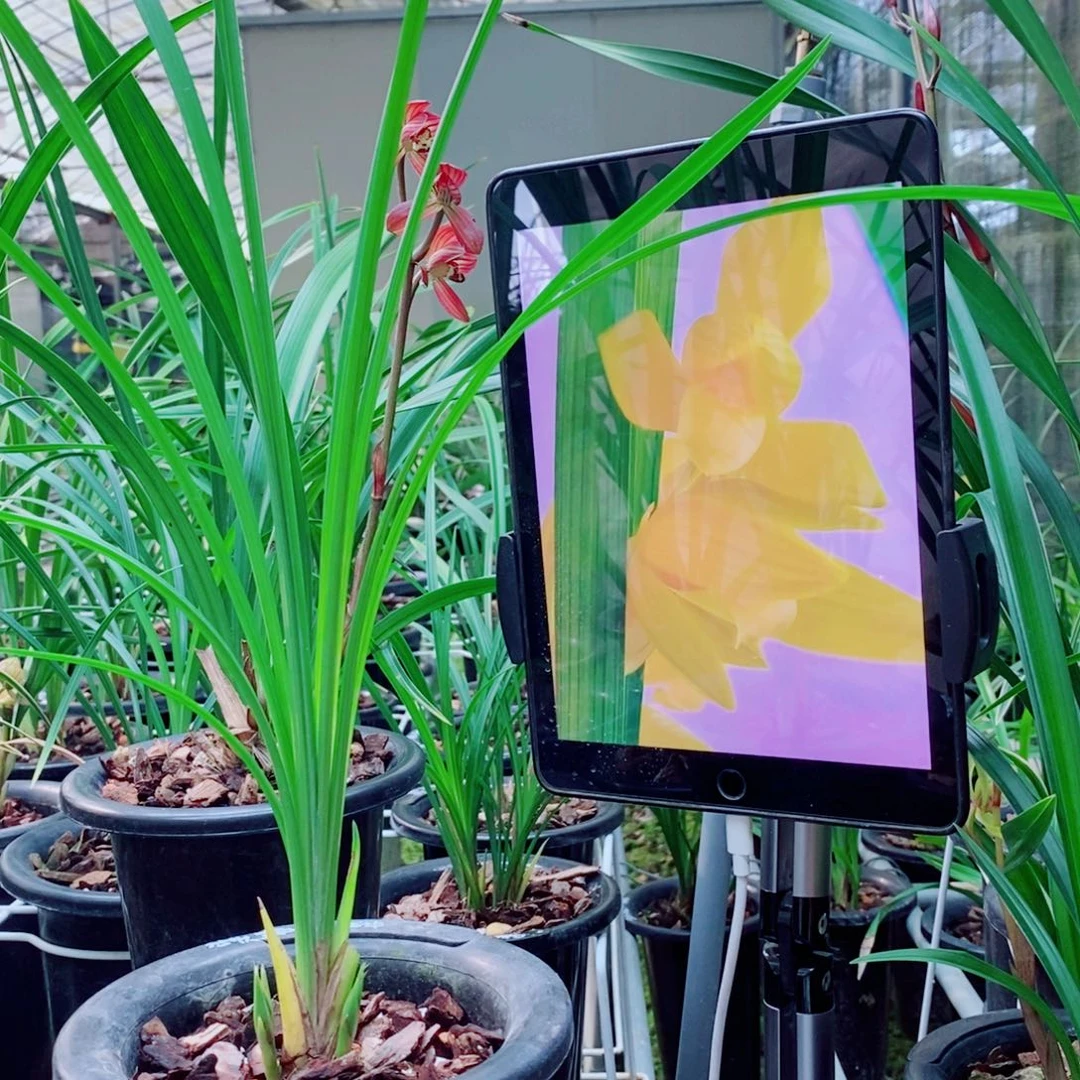 大部分花苞少量开放