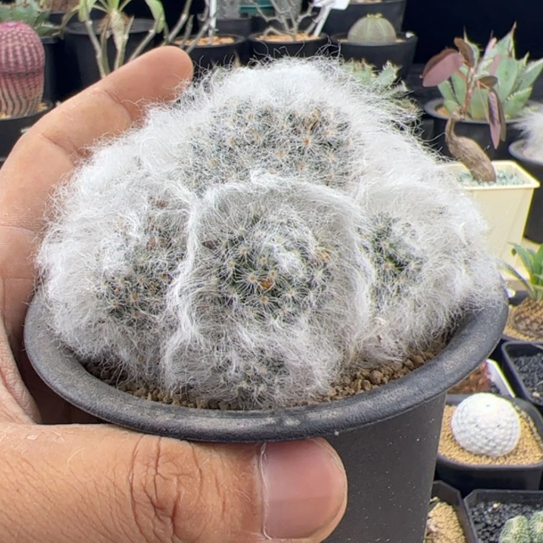 植*所白云高沙群一物一拍默认脱土发