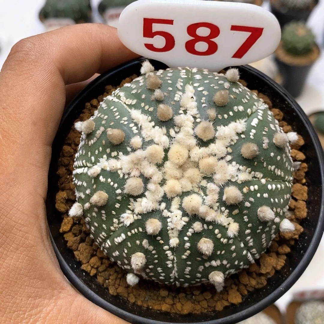 587福利特价咯打车优惠