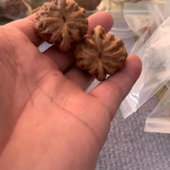 文玩核桃吊坠霸*山地果