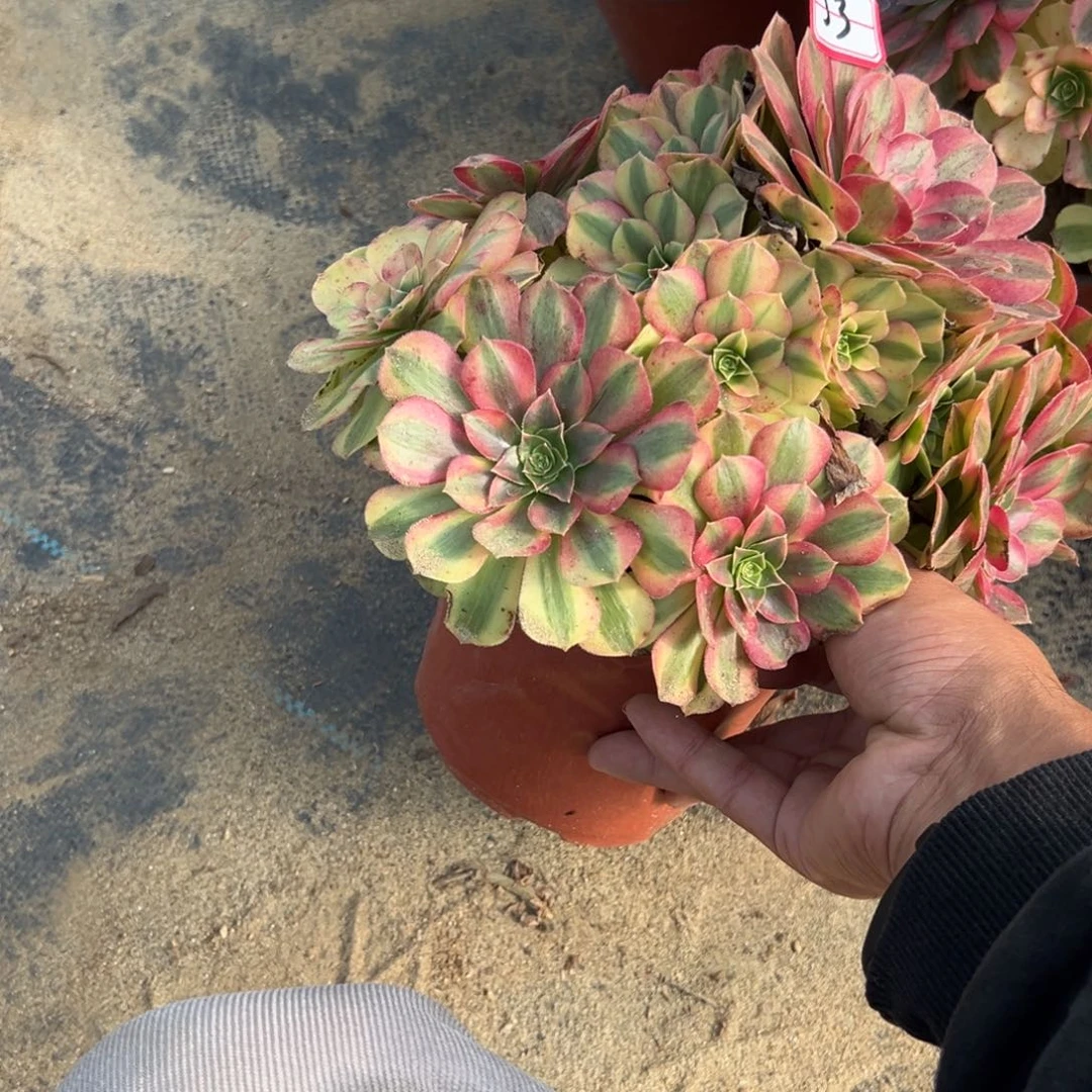 53雨荷多肉植物法师多肉