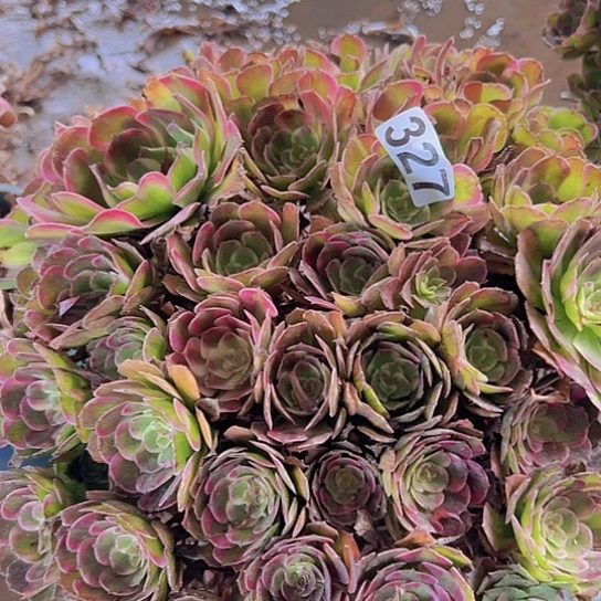 梅***雪多肉植物一个长娥