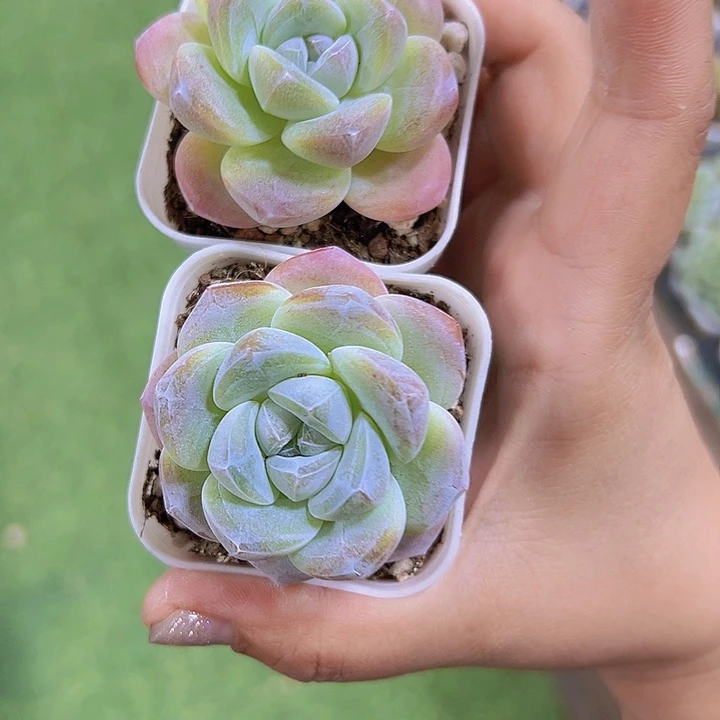 紫心冰玉2盆19包邮
