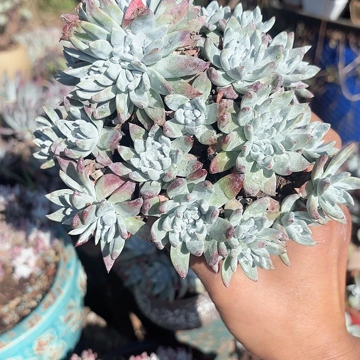 演****。仙女杯多肉植物