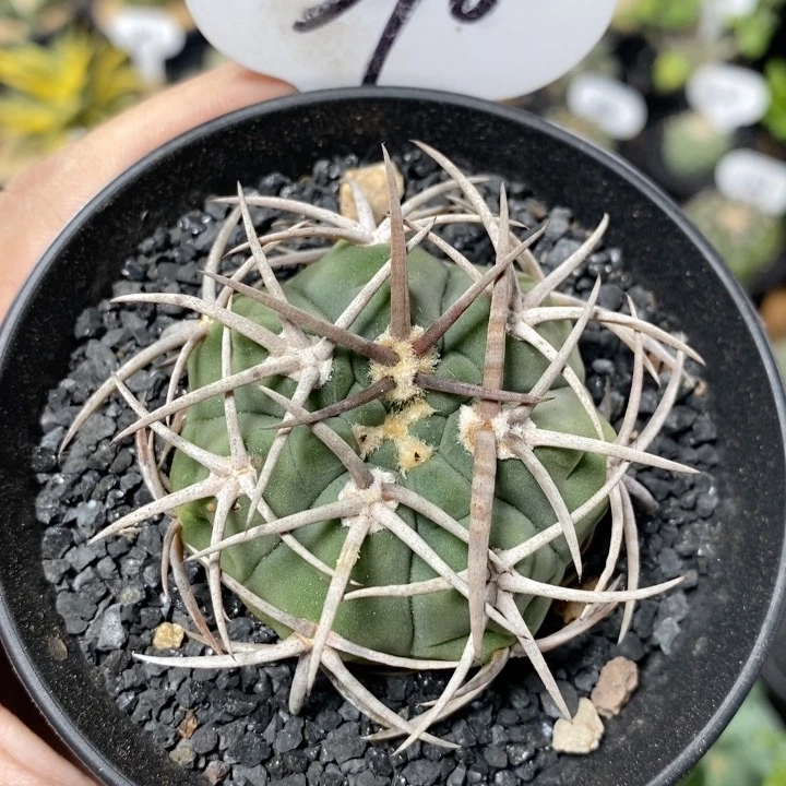 570号实生碧岩玉5cm