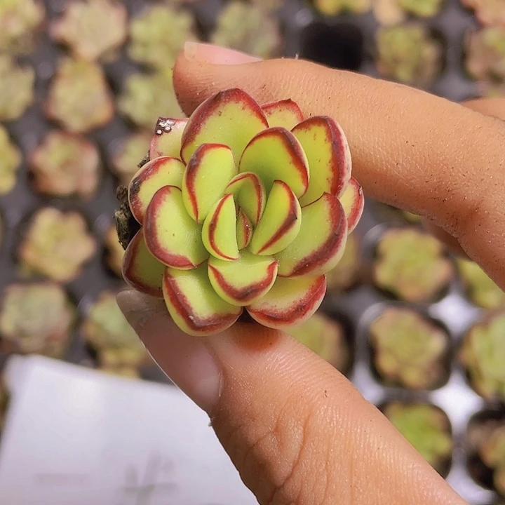 28精品肉酱玫瑰2颗一组