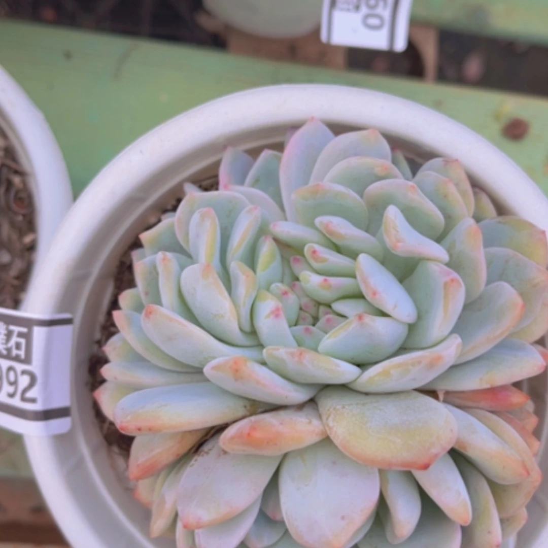 【闪购商品】橙梦露缀0992