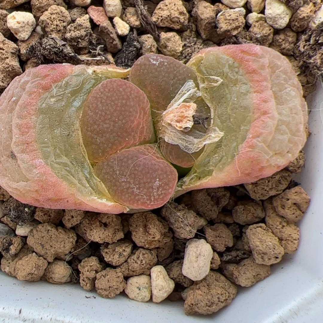 0632号红宝石风铃 多肉植物