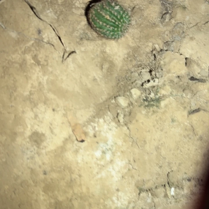 北***璃凤43侧芽3公分仙人球回家就种