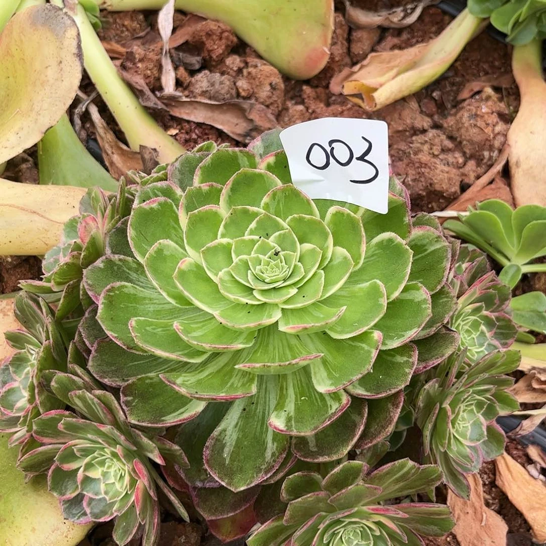 007万花筒多肉植物无根