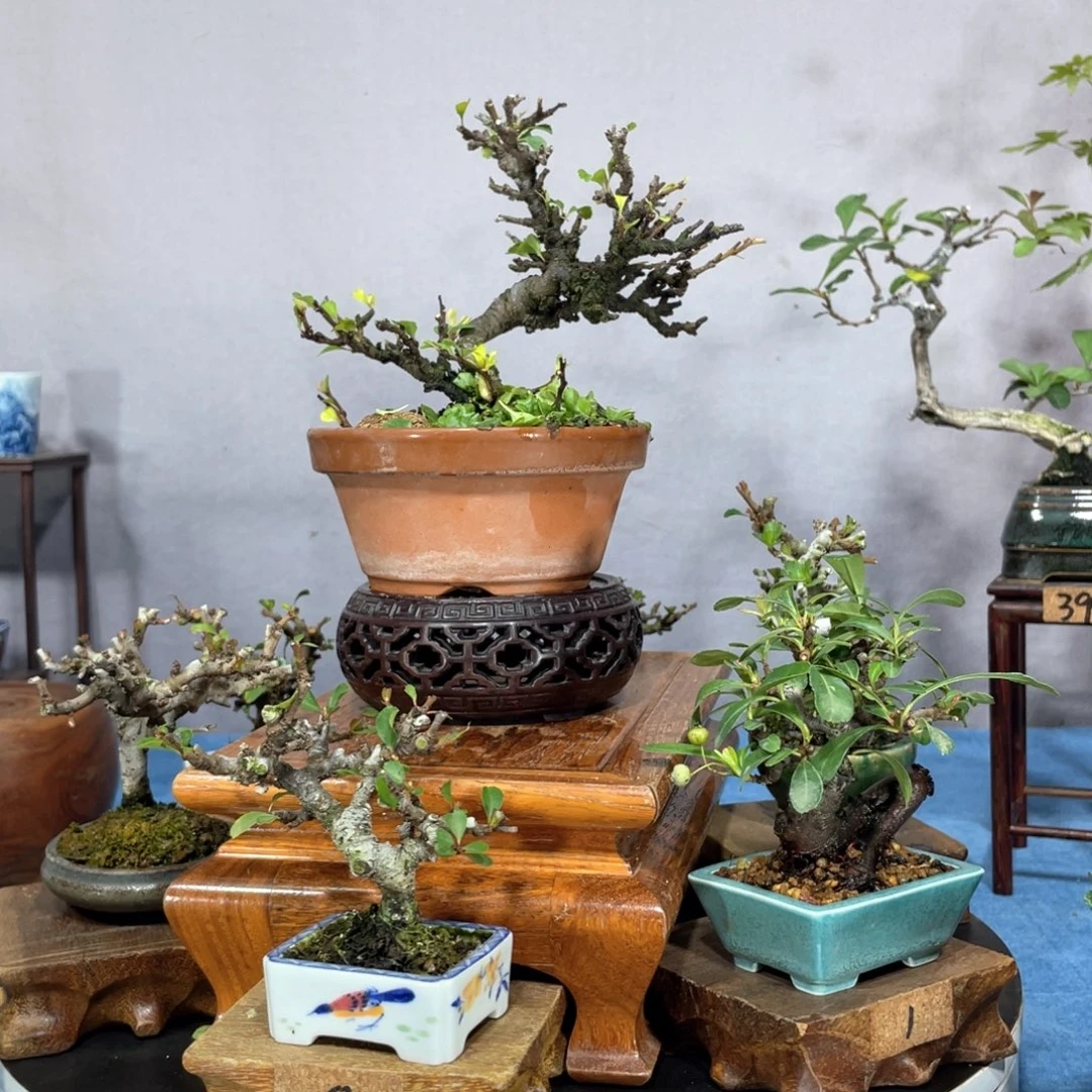 即****无花朵火棘两个老桩