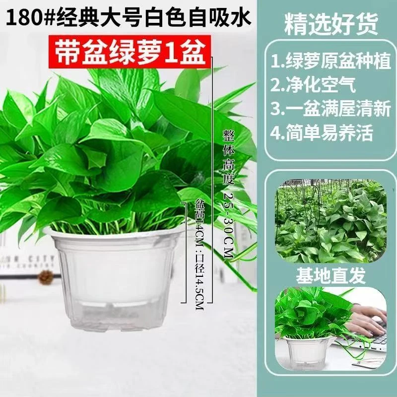 【新店送福利】绿萝盆栽室内绿植花卉可净化空气除甲醛好养植物