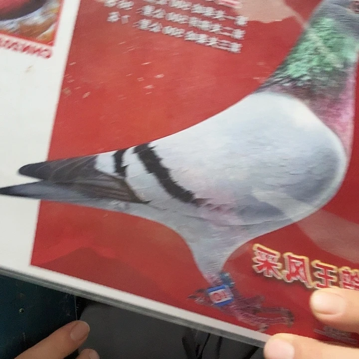 文鸟京城航北…育种中心