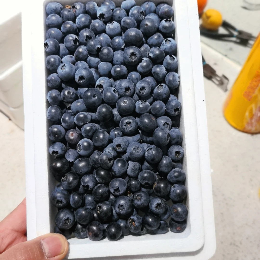 甜口蓝莓12mm-15mm小糖豆一件0.7斤左右优瑞卡辽宁省大连市