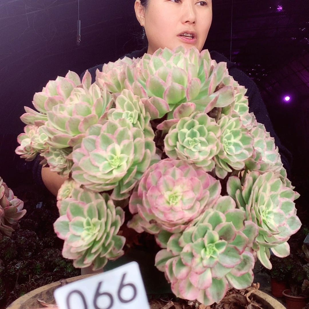 柒柒精品多肉脱土发货不包断侧枝066